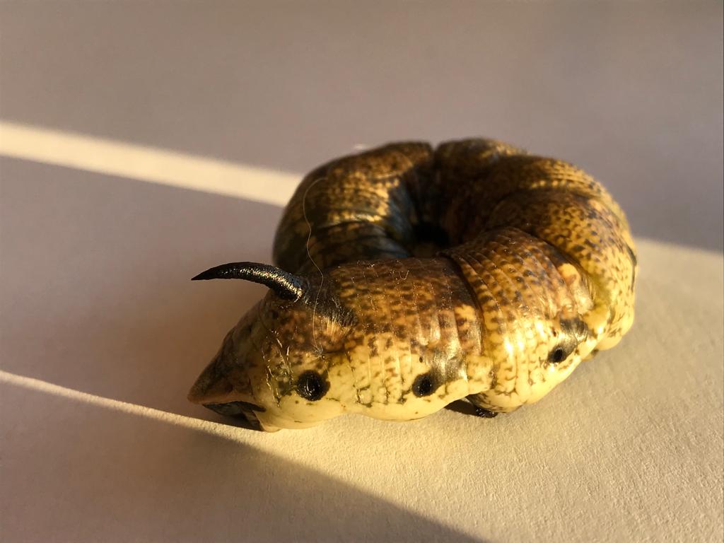 Welke vlinder hoort bij deze rups